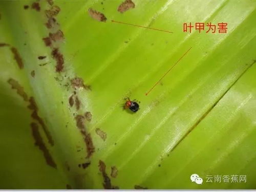 農業措施為主，化學措施為輔 香蕉病蟲害防治的科學策略