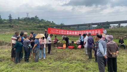 鎮(zhèn)寧自治縣強化水稻綠色防控與“兩增一調(diào)”技術培訓 助力糧食單產(chǎn)提升與病蟲害防治