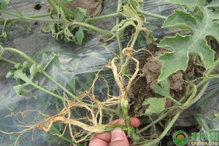 淺談農(nóng)作物種植中輕松識別病蟲害的方法與農(nóng)業(yè)病蟲害防治活動