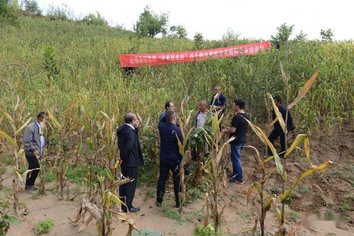 科技賦能田間地頭 縣科協全國科普日“專家進農田”系列培訓活動助力鄉村振興