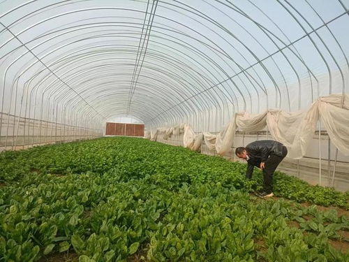 小芹菜撬動大產業 科技護航助振興——尉氏縣朱曲鎮特色農業與綠色防控紀實