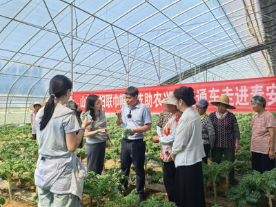 科技賦能羽衣甘藍 山東省農科院蔬菜研究所專家團隊為“網紅蔬菜”高質量發展把脈開方