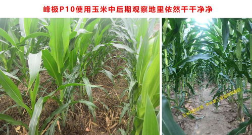 全新玉米田除草利器 四元復配，封殺全能，抗性雜草防治更優