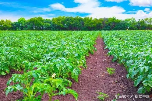 馬鈴薯常見病蟲害防治全攻略 掌握要點綜合防控，助力健康增產