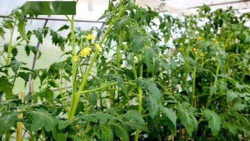 農技助力春耕 西紅柿病蟲害防治與農業(yè)健康守護行動